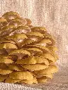 Fresh Mushroom Golden Oyster