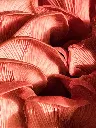 Fresh Mushroom Pink Oyster